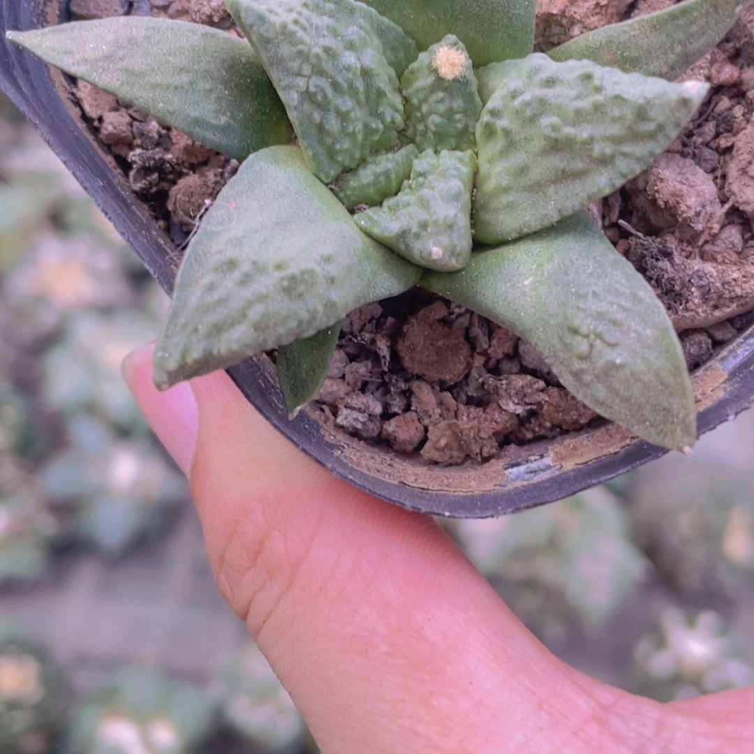盆***金实生小怒涛福利福利