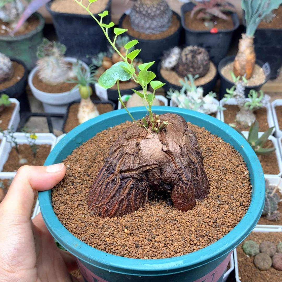 悟*。象足龟甲龙带盆多肉