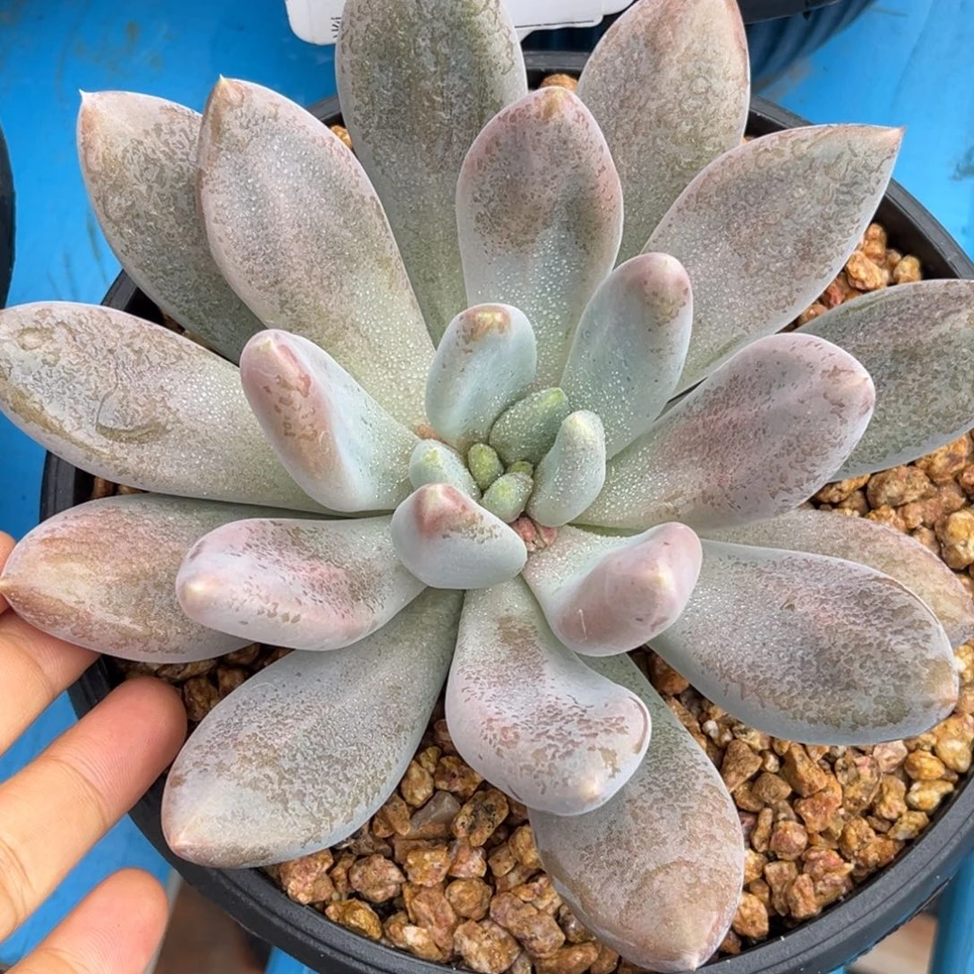 哥特杂多肉植物单头525