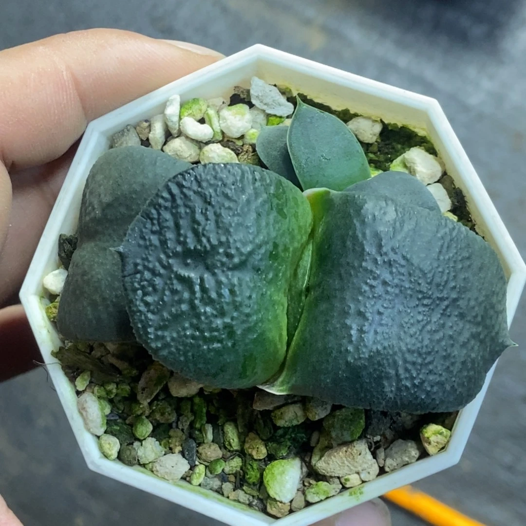 实生卧牛一物一拍