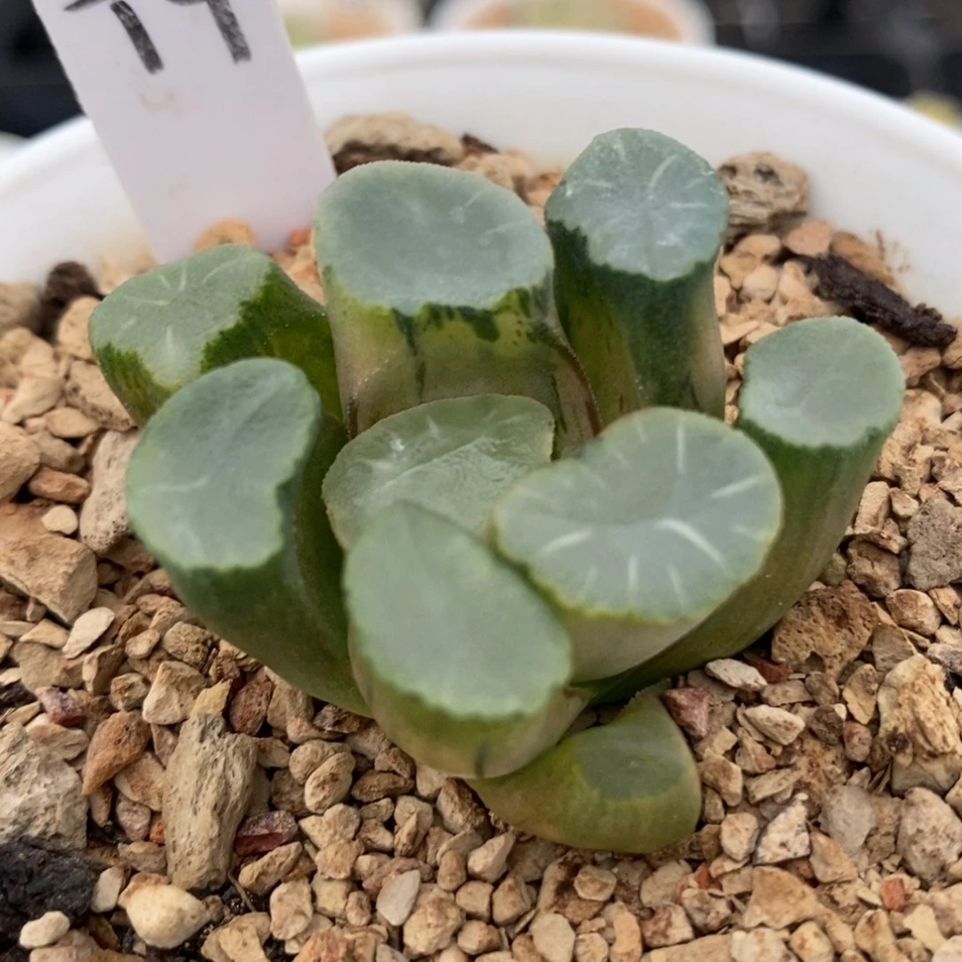 9蜃气楼万象锦一物一拍