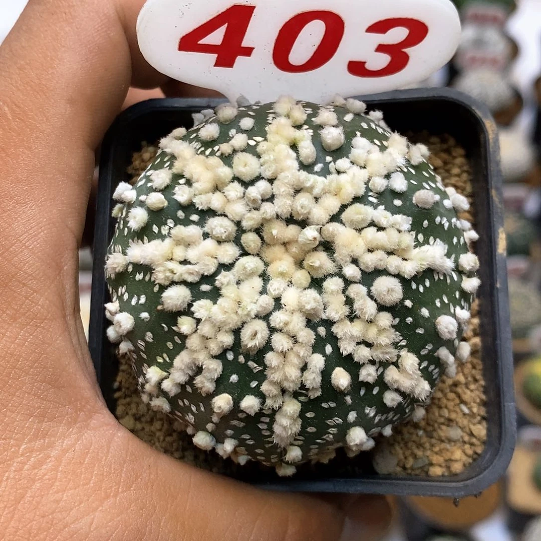403花园福利特价咯
