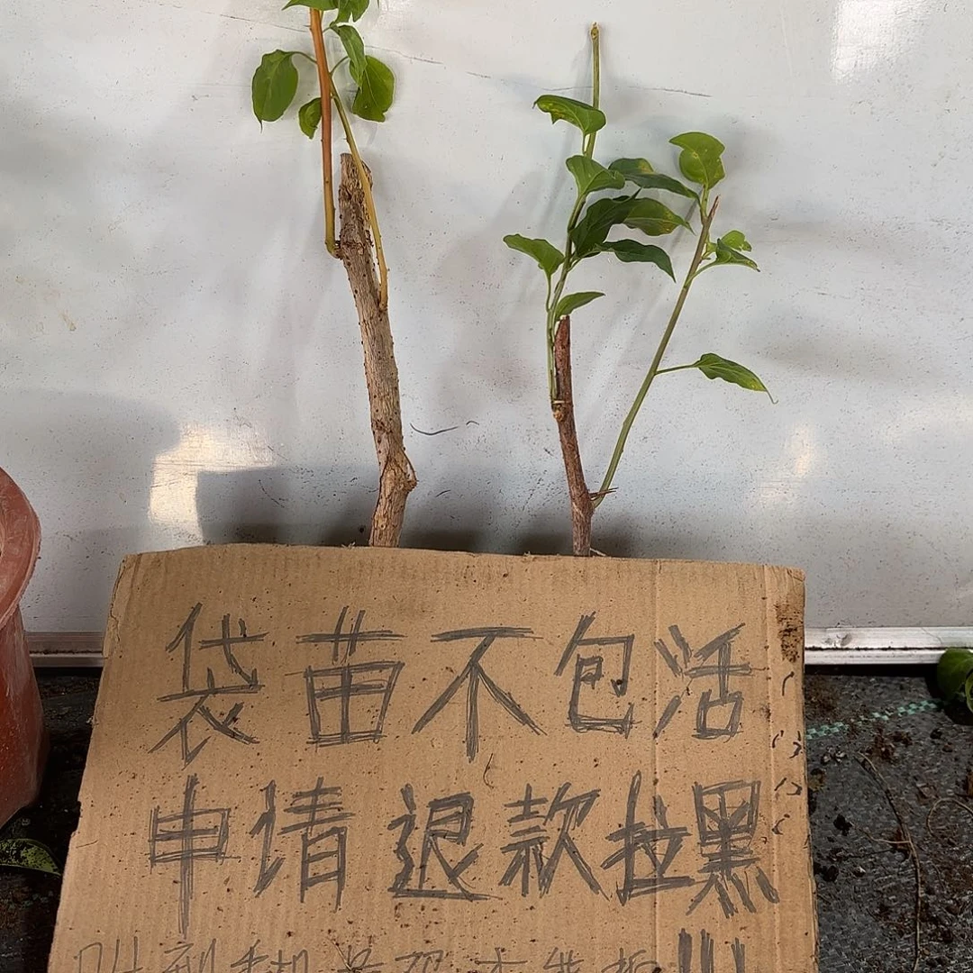 小***忆无花朵袋苗盲盒两颗