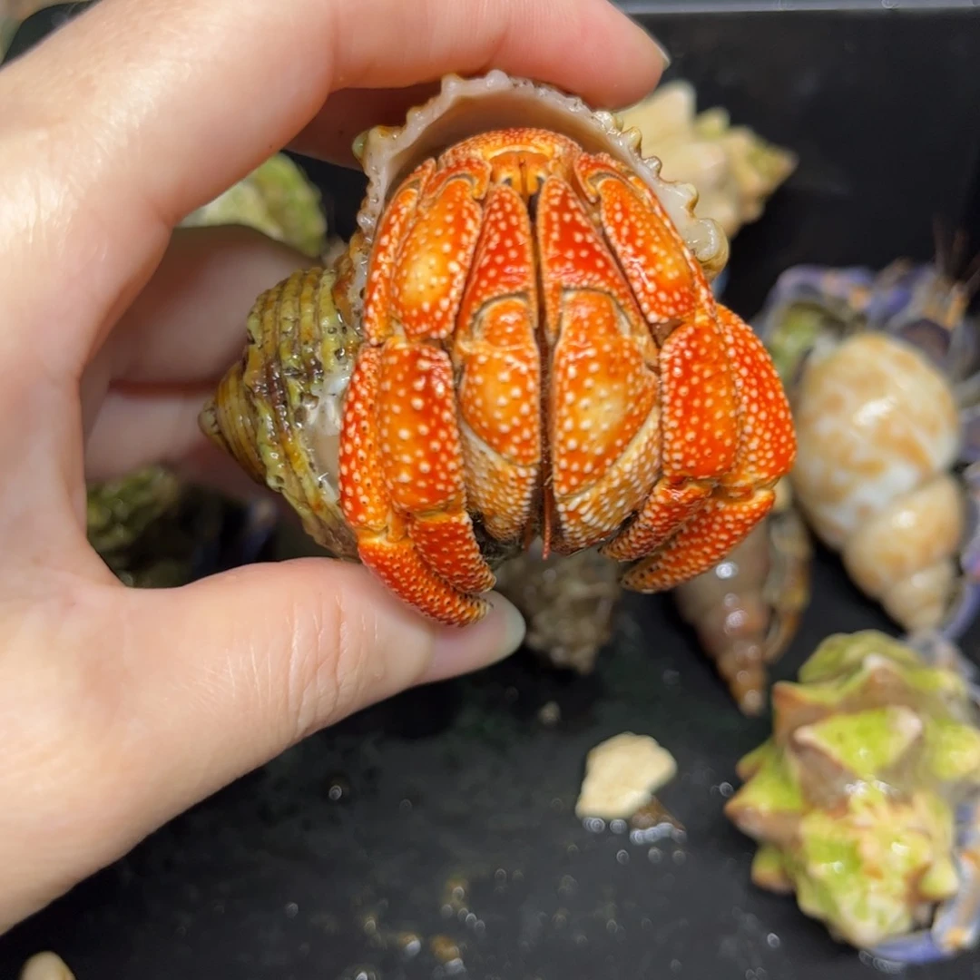 大橙子草莓3.5领券到手195