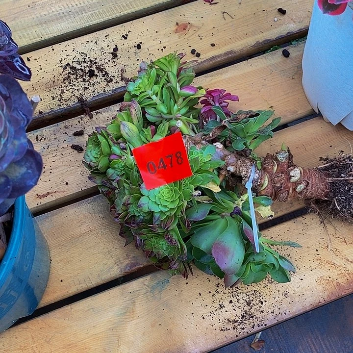 （****店0478多肉植物中奖