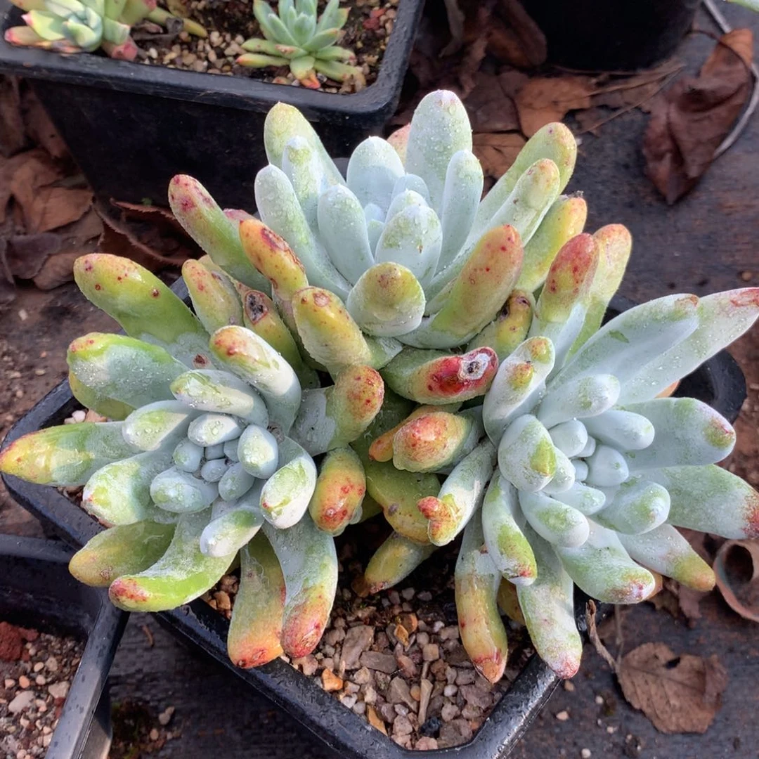 拇指，多肉植物啦啦啦啦