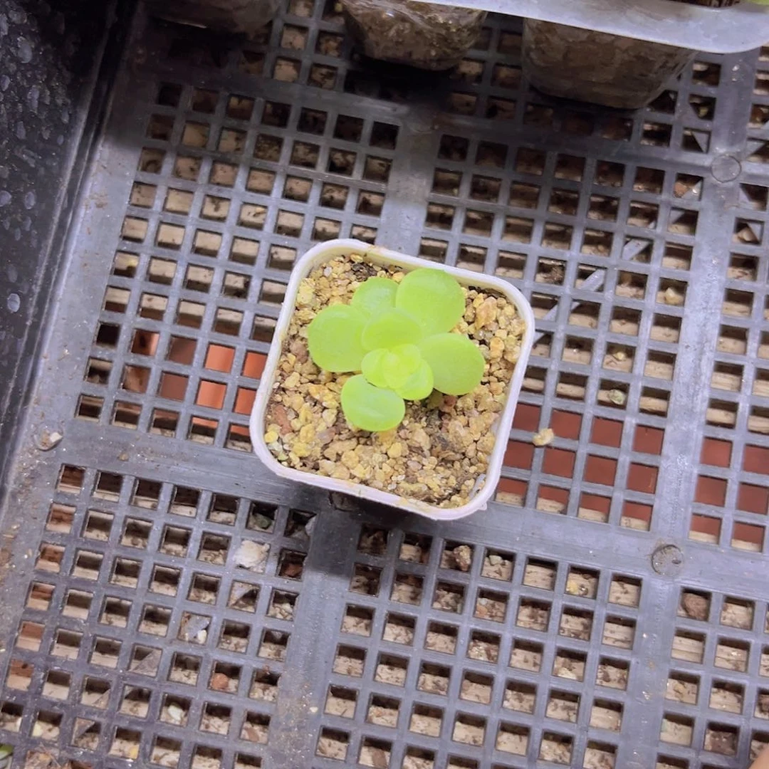 149 一物一拍 满20包邮