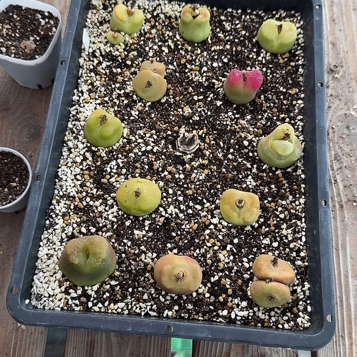 久*老马生石花蟠桃1238