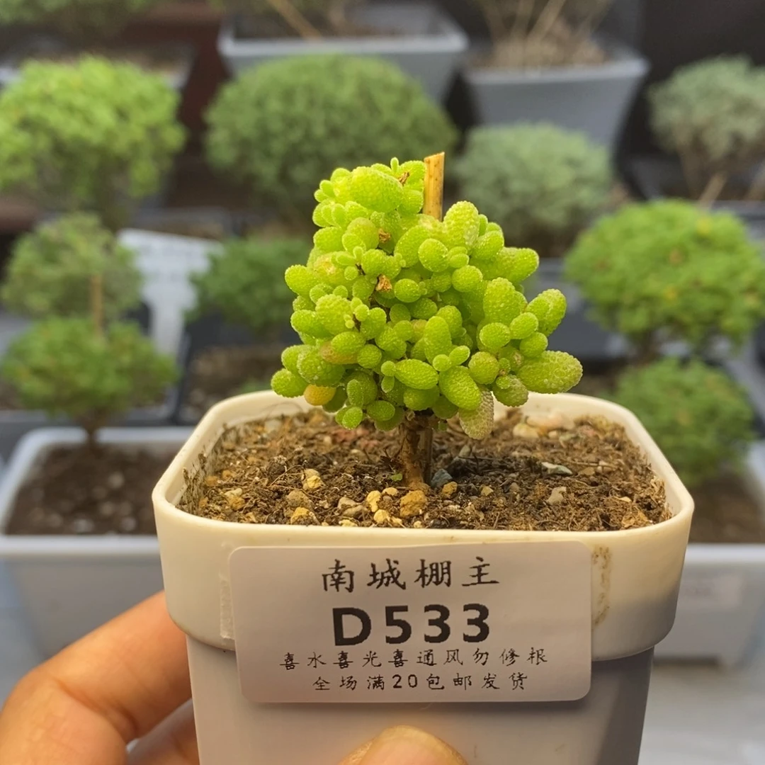 533蜜橘糖球枝干