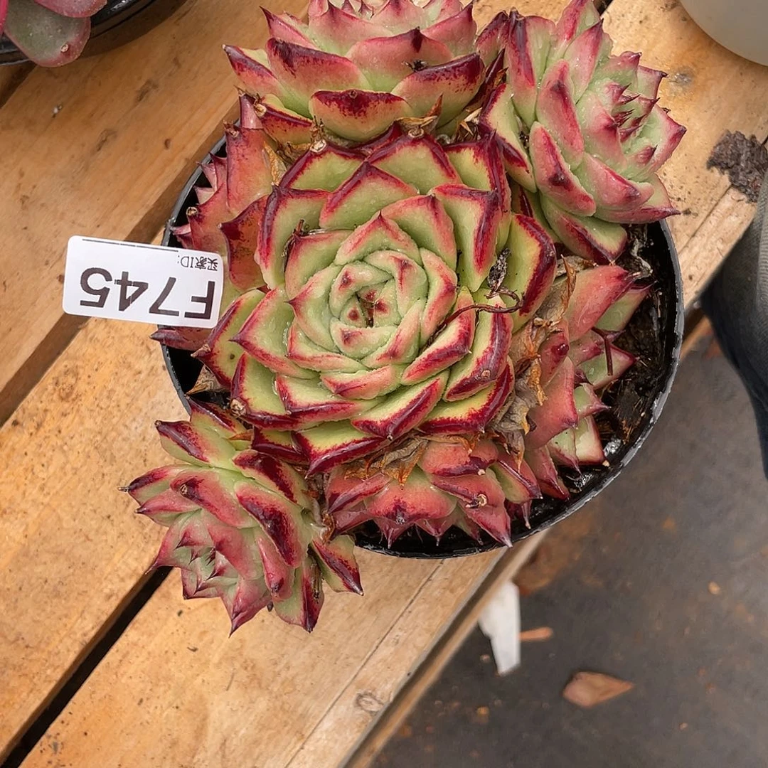 若如东云单拍F745