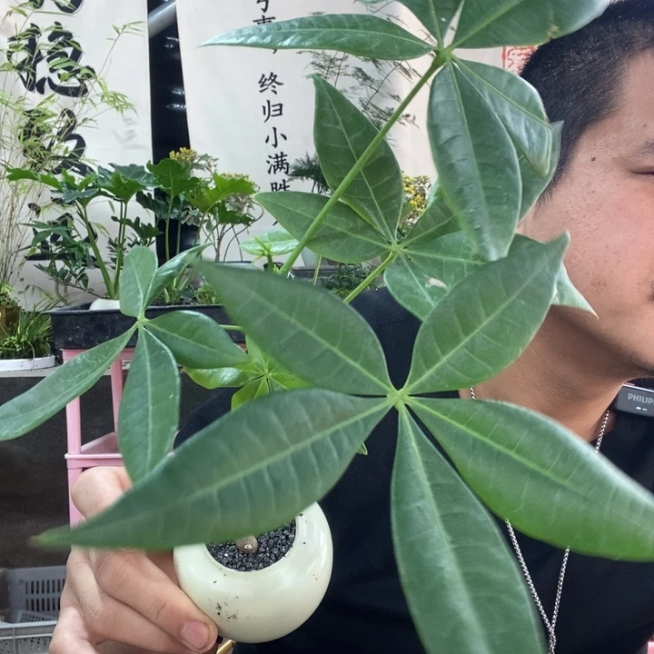 以实际为准盆栽绿植盆景