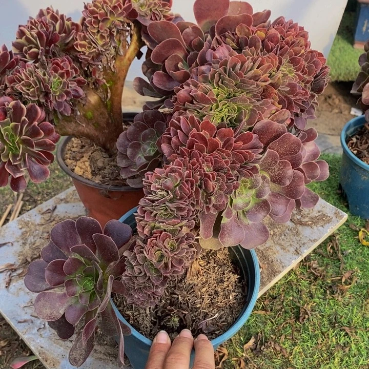 葵***花完全开放967号欧紫➕欧嘉莉1颗