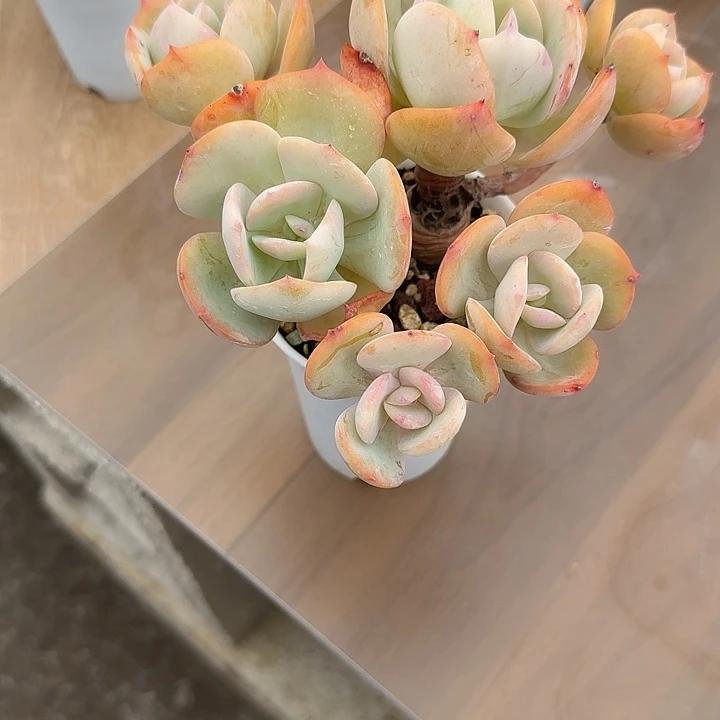 @***嘟白凤多肉植物一颗