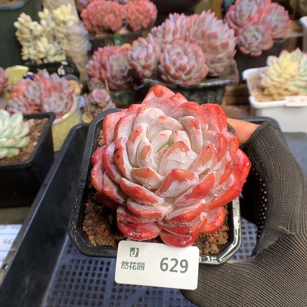 629雪天使多肉植物66666