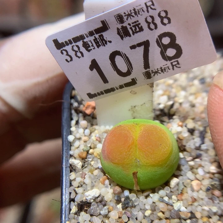 ZzzzZz好可爱啊1078橘o泡