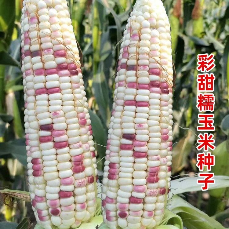 花糯甜糯玉米种子高产早熟香甜糯玉米五彩甜糯玉米粘苞米玉米种子