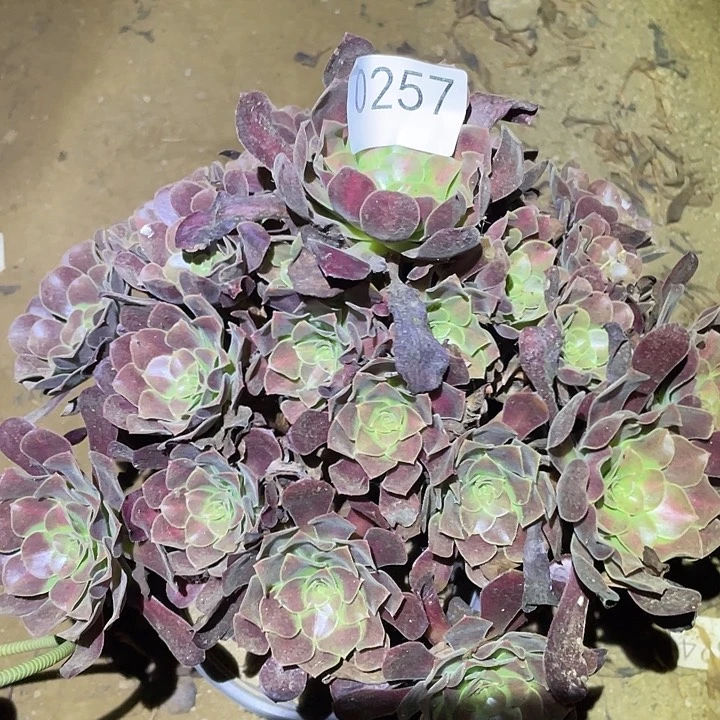多肉植物法师257花呐
