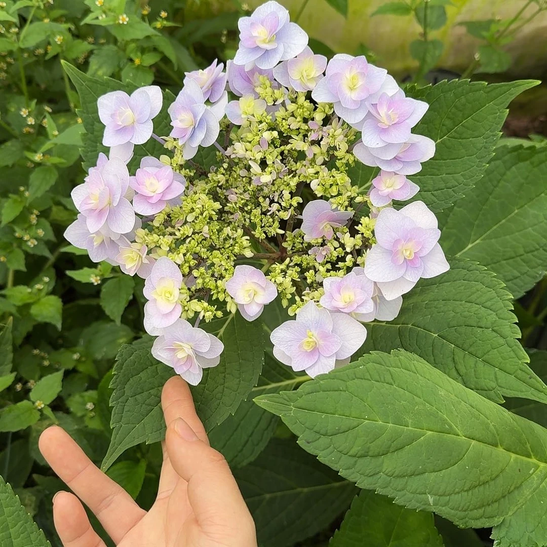 49 号！3支起顺丰空运包邮