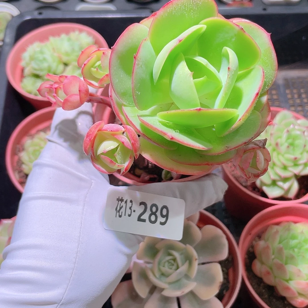 花利美13-289桃花石