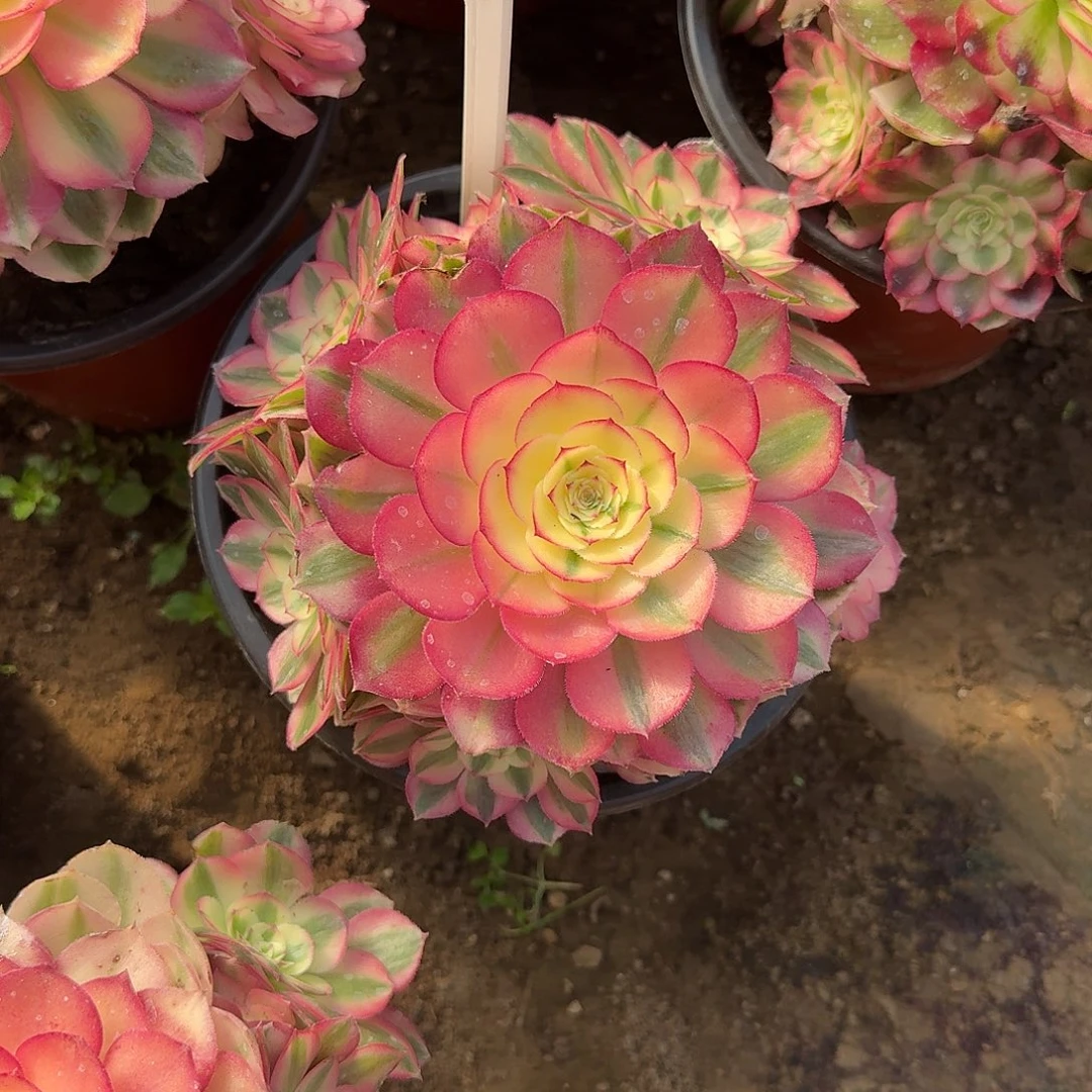 4185倾城多肉法师多肉