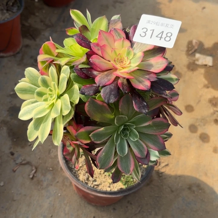 七彩树多肉法师3148