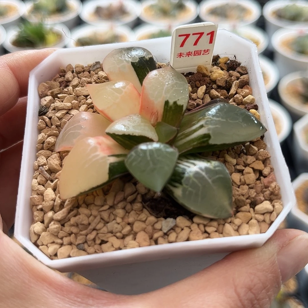 771火凤凰克锦福利福利
