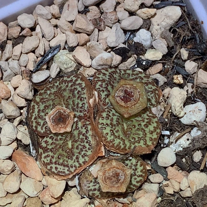 精品多肉植物精品多肉