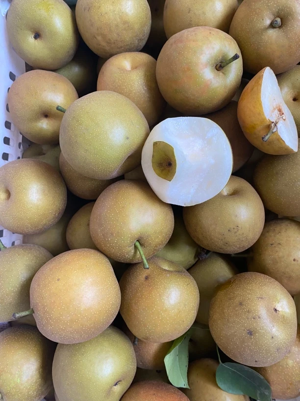 本地好吃的翠冠梨 皮薄肉厚无渣汁水充足