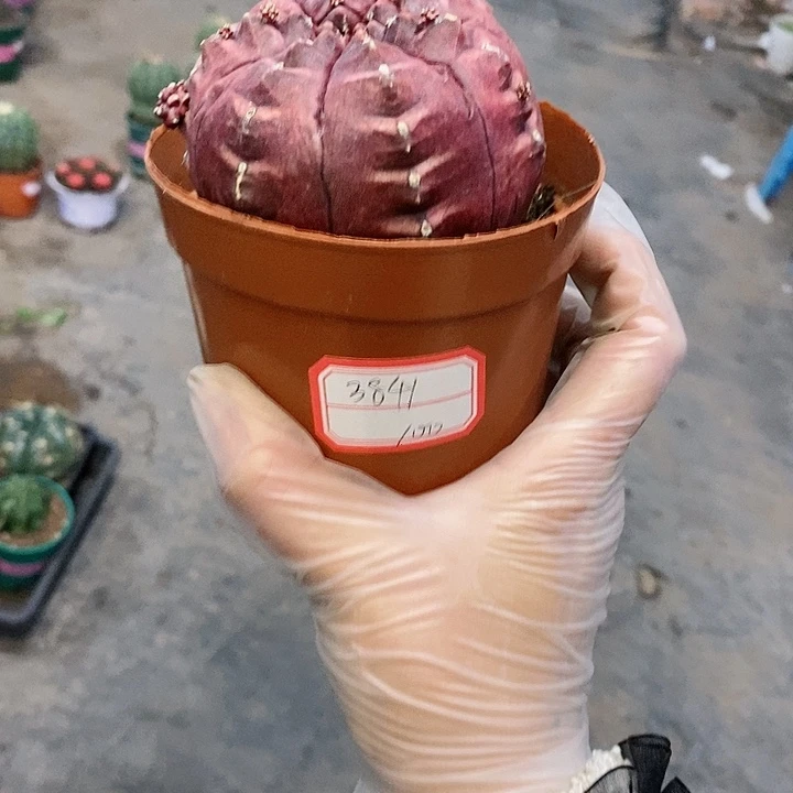 【闪购商品】梦想仙人球