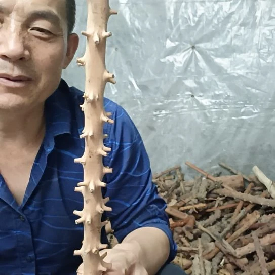 稳定木原**你高山 檬子木文玩料