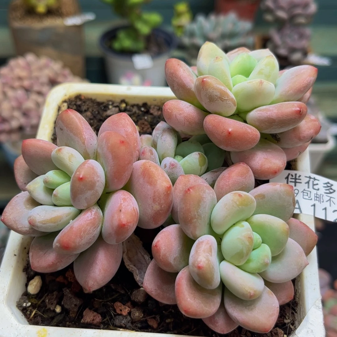 1120樱花洛神8cm多肉