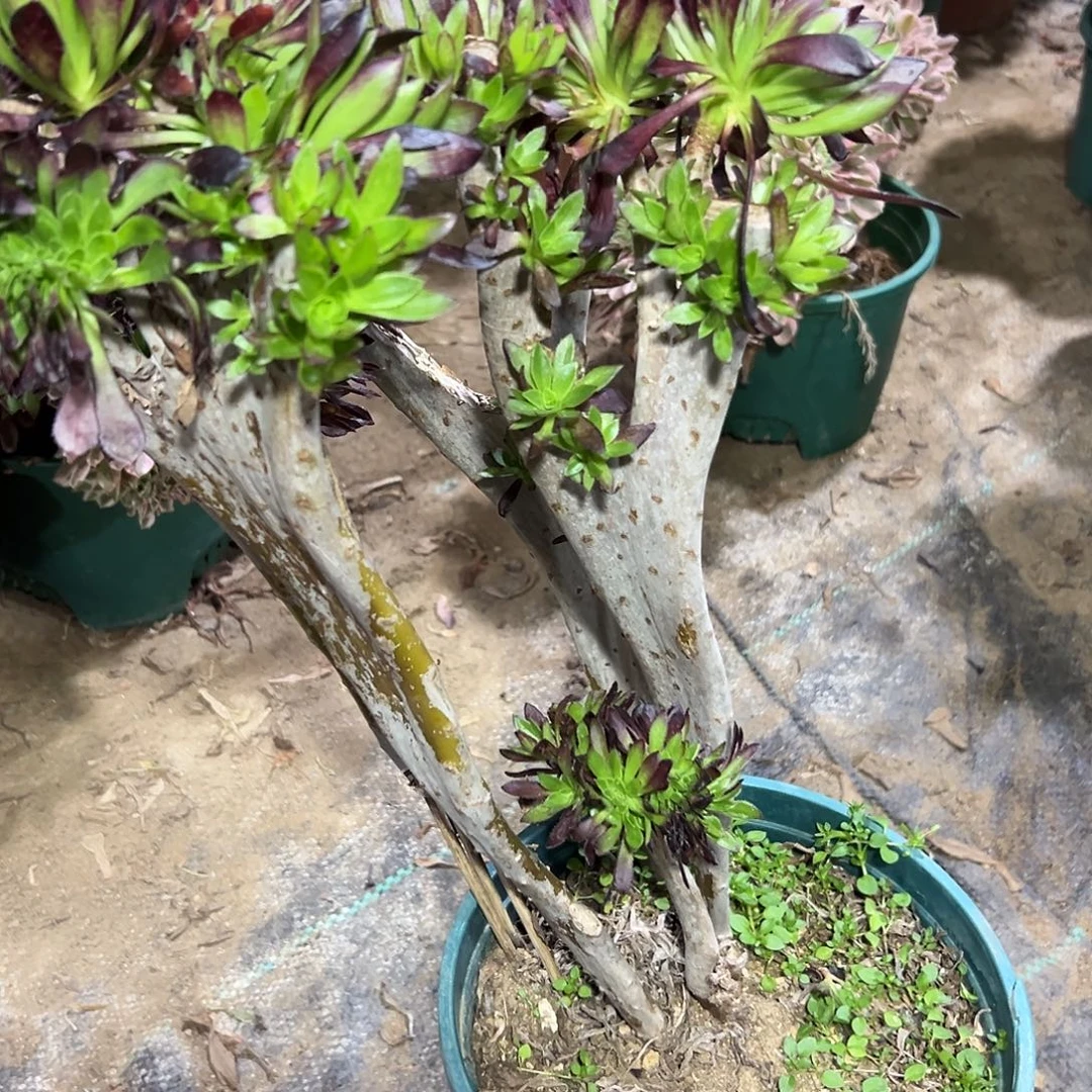 多356肉植物黑法师母本