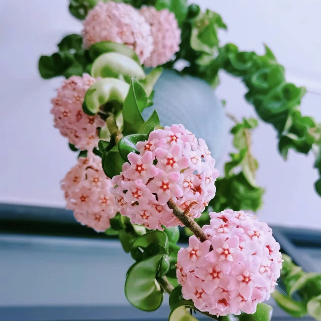 藤本植物花卉 卷叶球兰 球兰花苗 球兰花盆栽 带种植盆一颗包邮