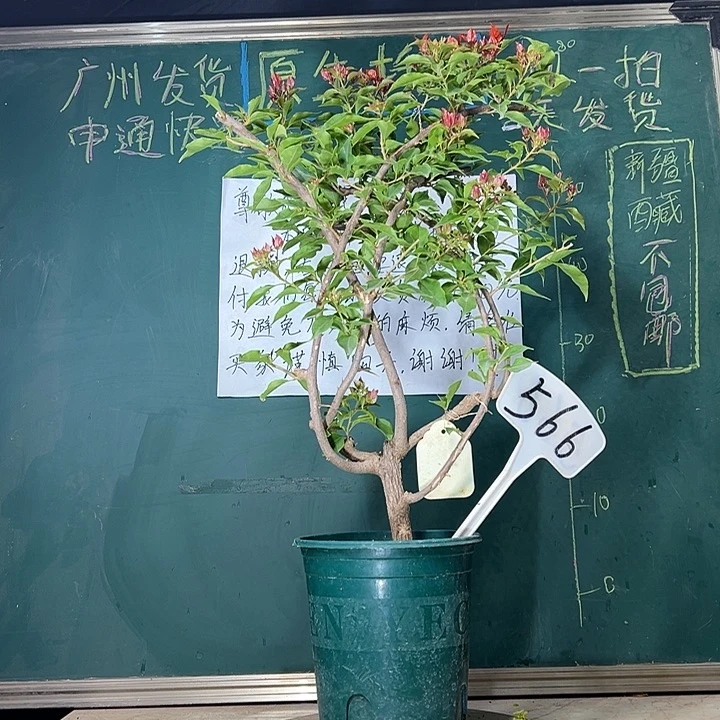 当前无花栽培后可以开花60cm 热火桑巴 小树头 566
