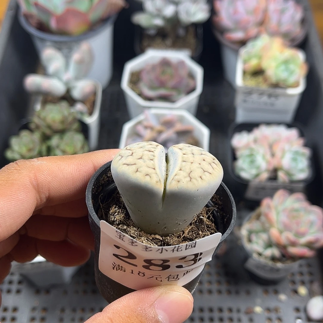生石花到手一颗一物一拍满18包邮满26送一颗精品小肉
