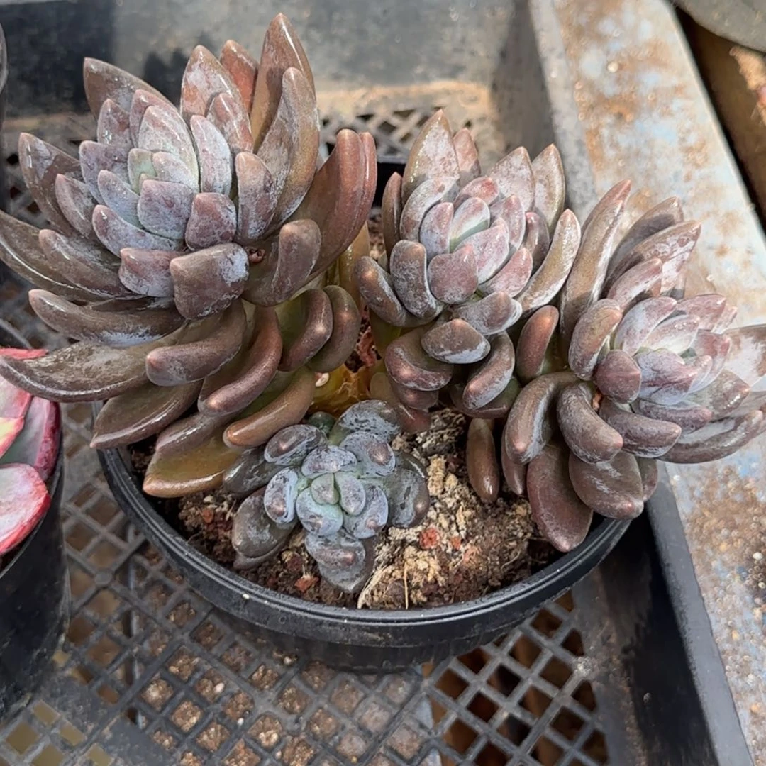 黑美人一物一拍包装收缩花旱