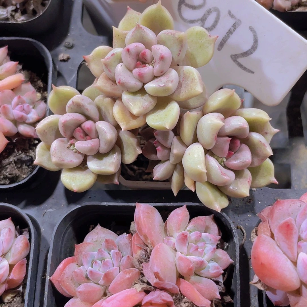 蒲**飞油漆桶e072一物一拍