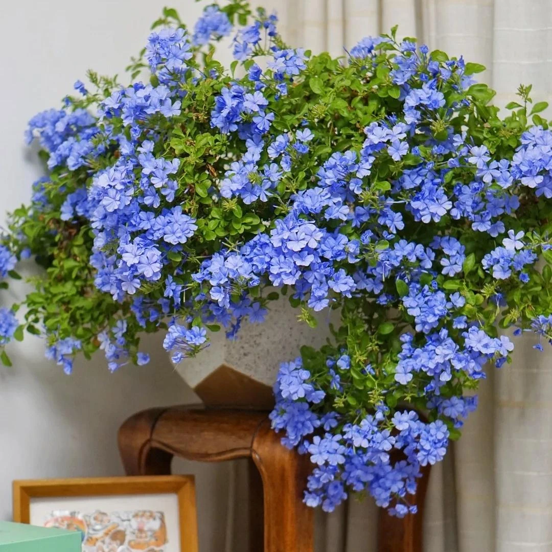 【蓝雪花】加仑  盆栽庭院观花植物耐热爆花机器