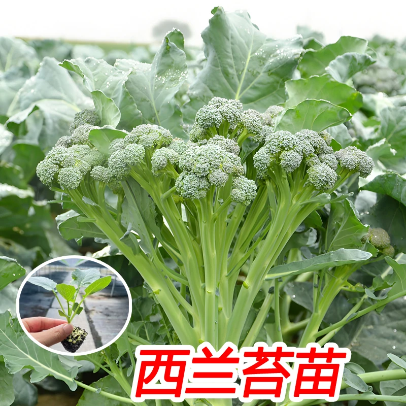 西兰苔秧苗西洋芥蓝菜苔菜心高产西兰花盆栽耐寒秋冬季蔬菜苗