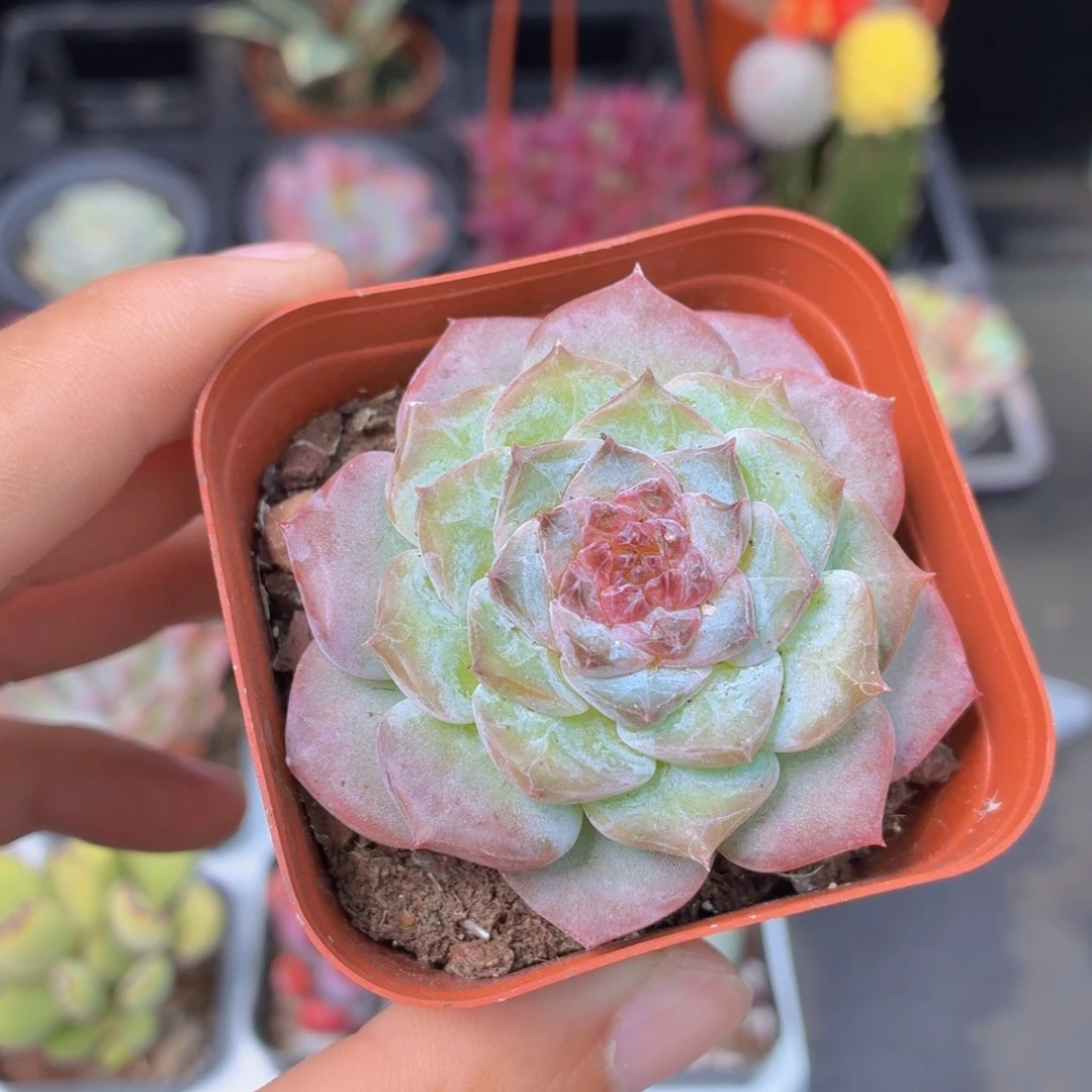 冰糖水晶多肉9.9包邮发货