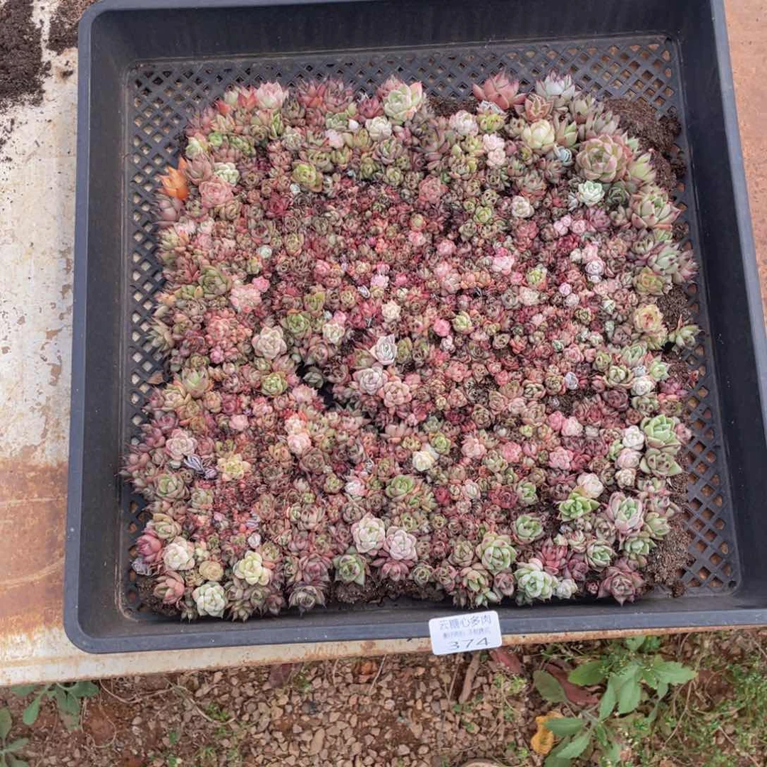 云糖心多肉植物374