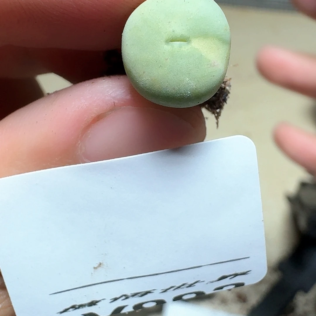 994盒的润泽哇许多肉植物哇f g