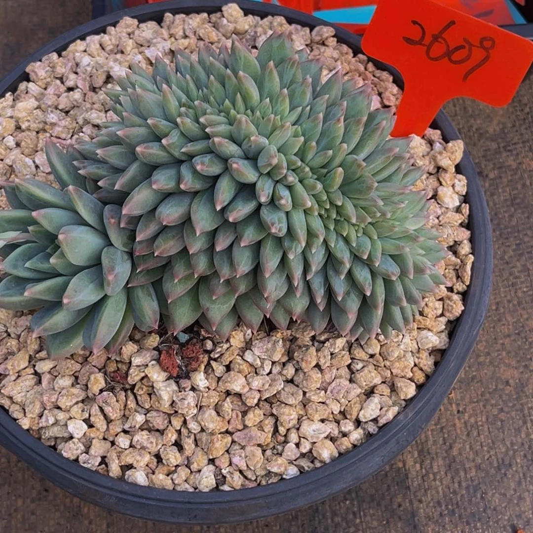 庆*2609号上午多肉植物群生多肉