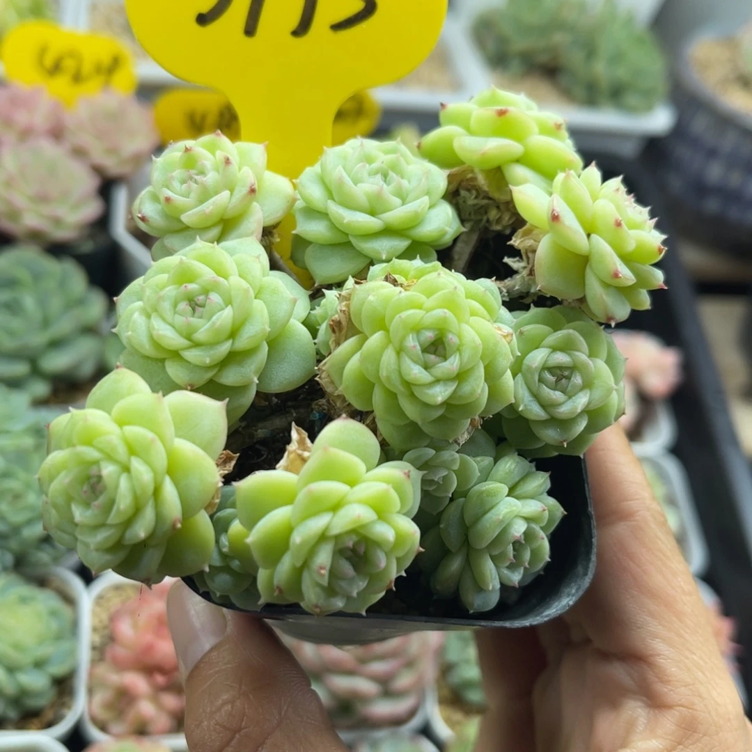 白透花朵脸麦秆群3795