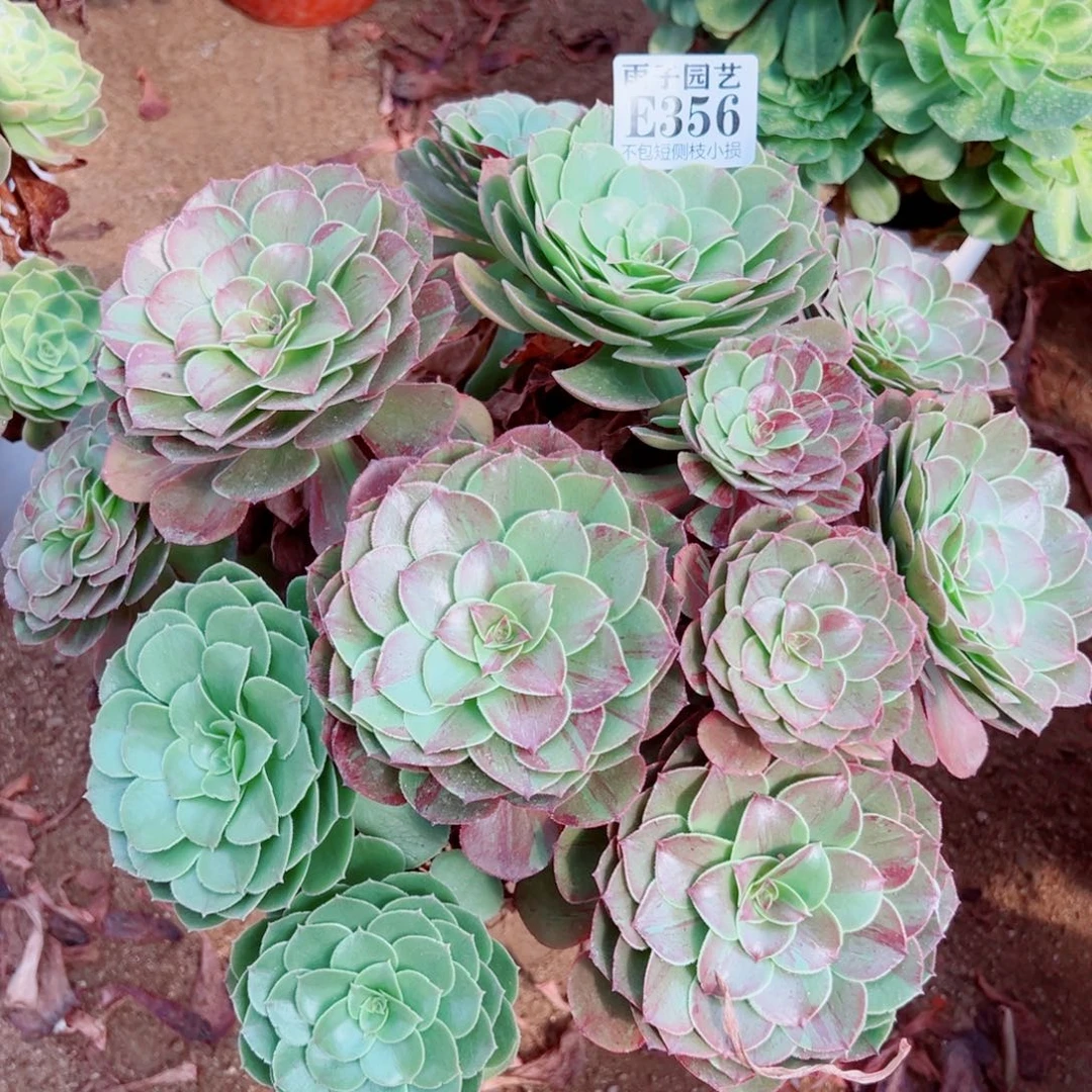 356花夜叶尺寸30左右