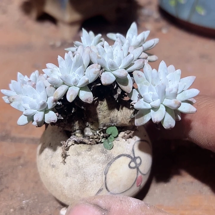 仙女杯多肉植物提取