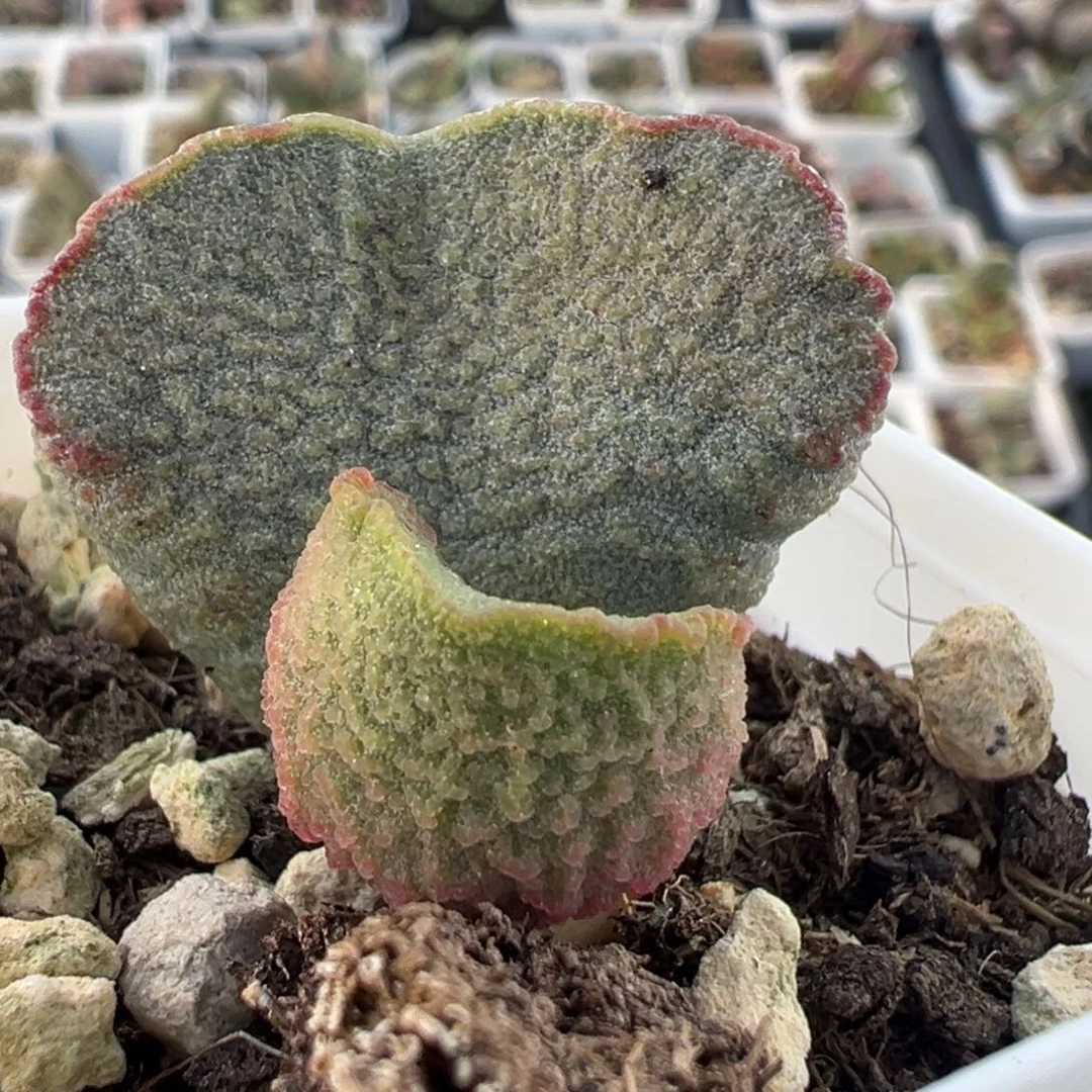 波浪纹实生新品大苗多肉植物
