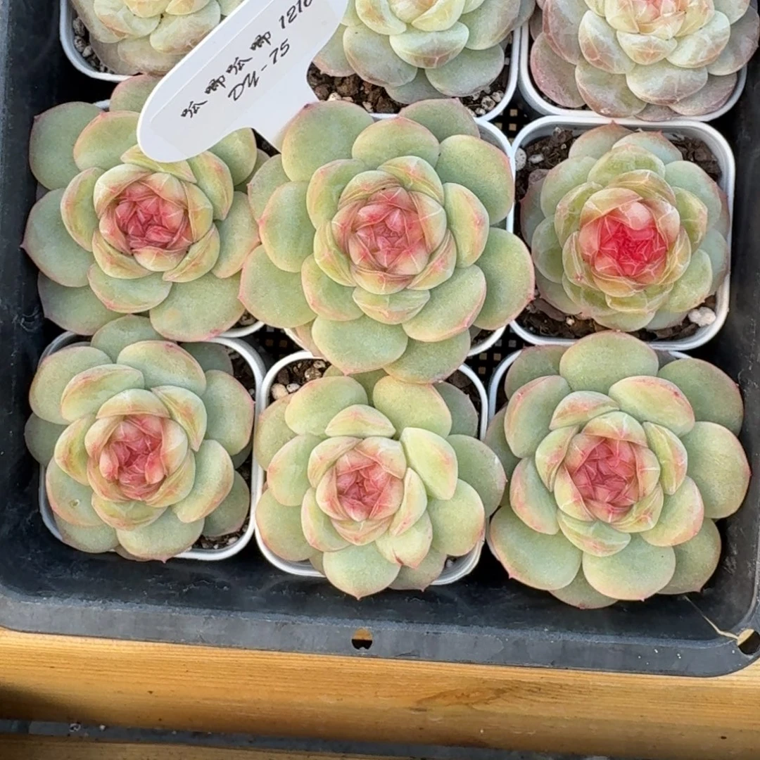 1216-075-世兰一颗量拍