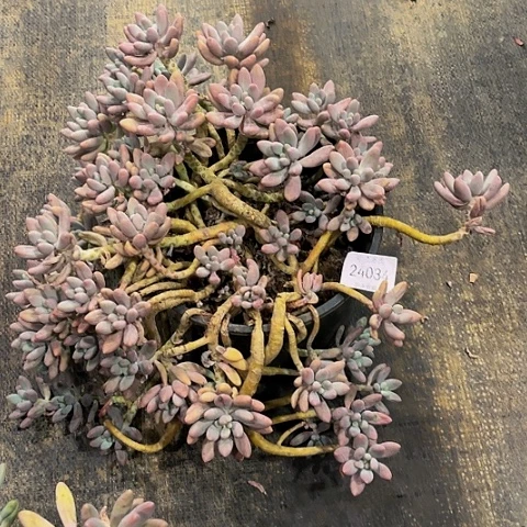 ৡ****24034粉色恋人