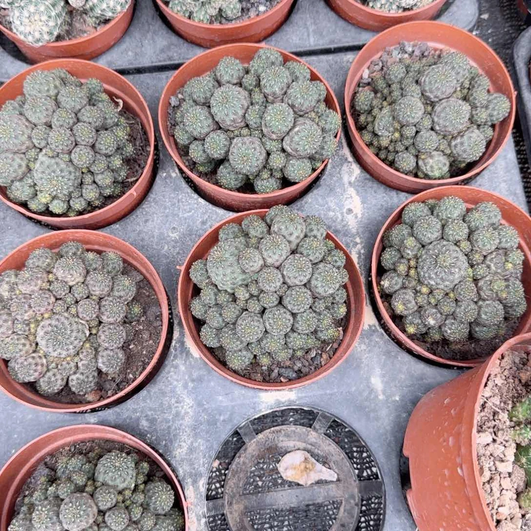 红丽丸群生多肉植物